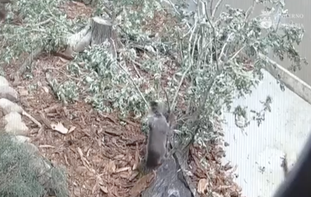 La esbarda recoyida en Proaza evoluciona y gana pesu nel Centru de Recuperación de la Fauna Montés de Cantabria