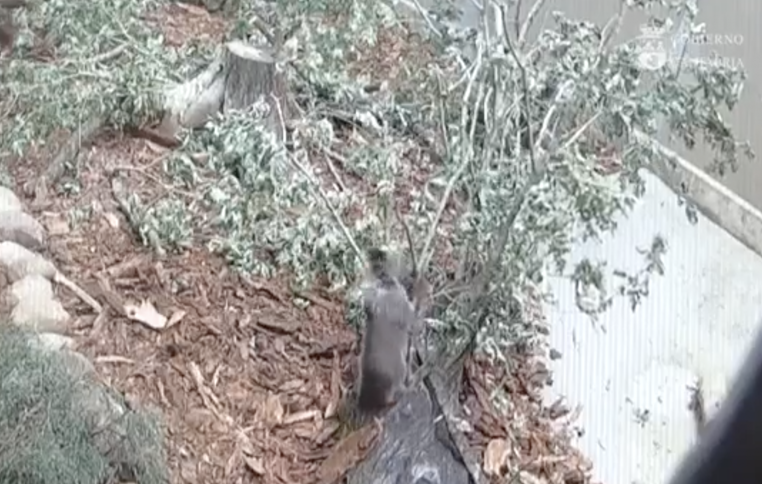 La esbarda Saba, ya recuperada, va quedar en llibertá nos Picos d’Europa