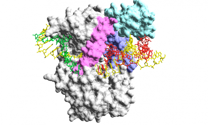 Modelu 3D de la variante quimérica del ADN polimerasa de phi29 nomada Qualify. / CBMSO