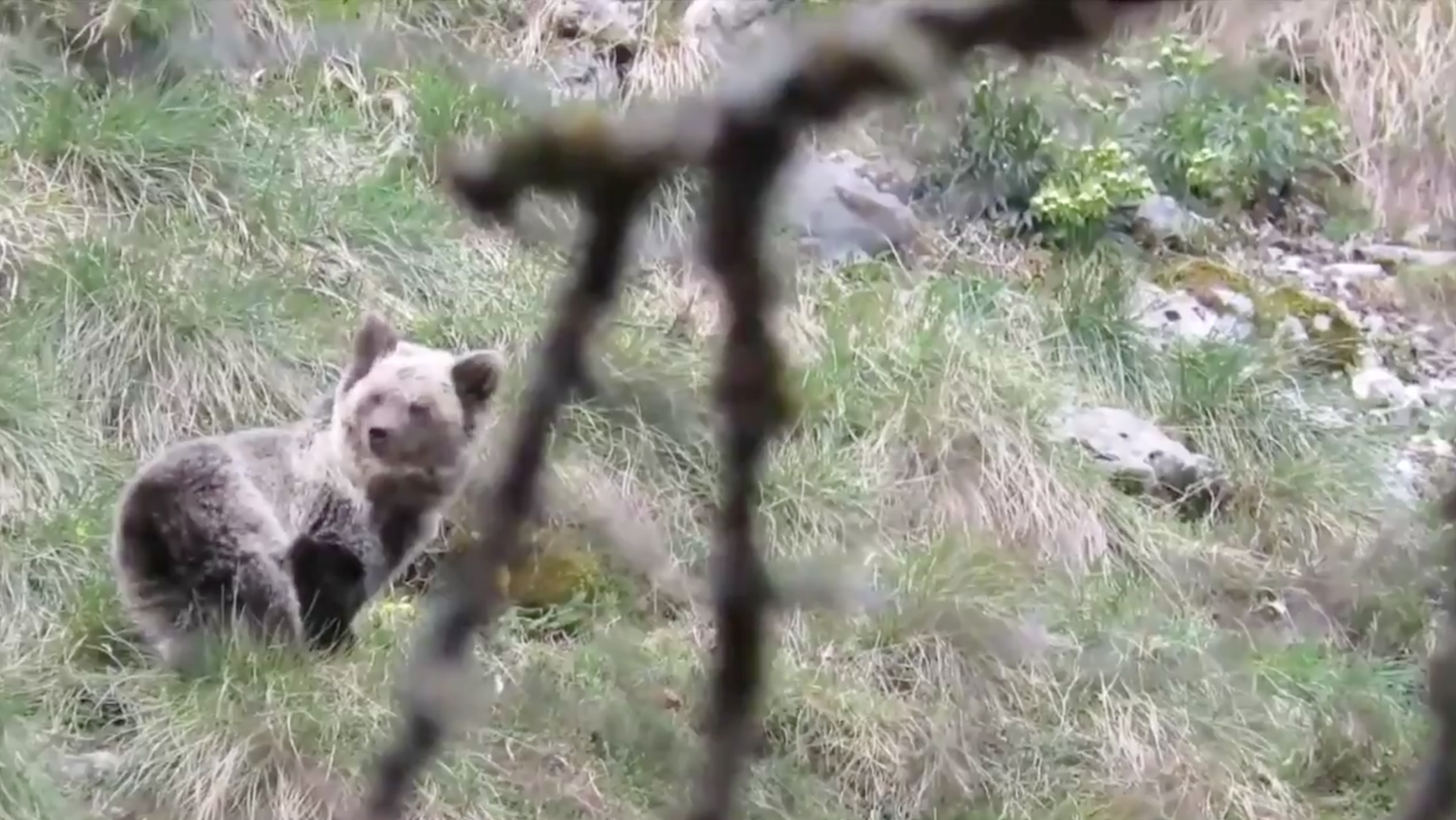 El paséu de Saba tres seis meses nel so abellugu ivernizu