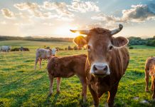 Abre la convocatoria del plan ‘Incorpórate al agro’ pa impulsar el relevu xeneracional nel campu