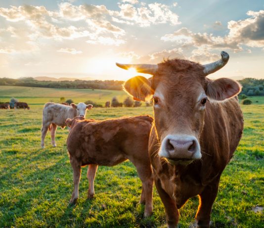 Abre la convocatoria del plan ‘Incorpórate al agro’ pa impulsar el relevu xeneracional nel campu