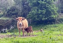 Mediu Rural amplía hasta’l 29 de marzu la suspensión del mercáu nacional de La Pola Siero pa frenar la dermatosis nodular