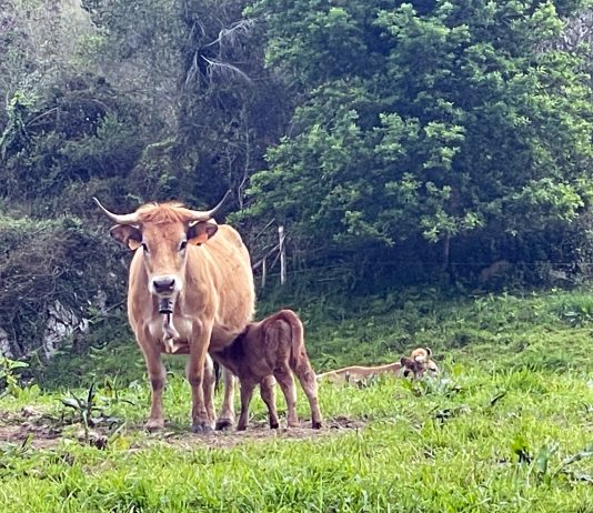 Mediu Rural amplía hasta’l 29 de marzu la suspensión del mercáu nacional de La Pola Siero pa frenar la dermatosis nodular