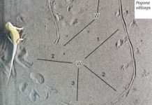 Documenten n’Asturies los primeros rastros de llagartos xurásicos d’Europa