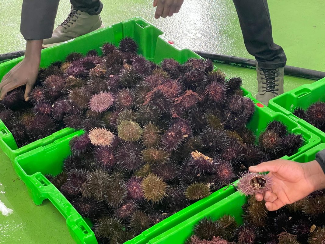 2026_04_10 pesca oricios 3