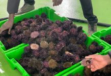 Remata la campaña del oriciu con 17.262 quilos estrayíos