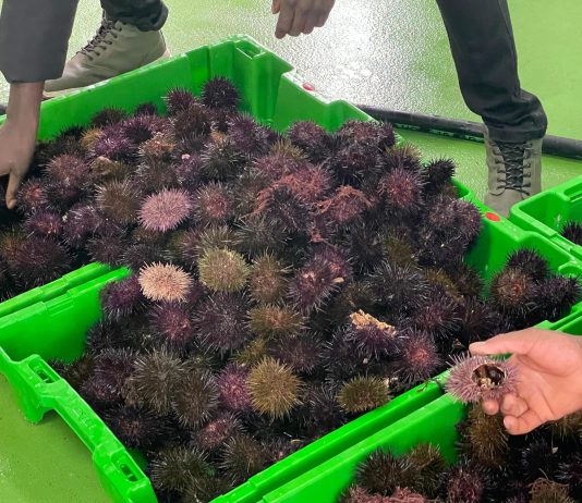 Remata la campaña del oriciu con 17.262 quilos estrayíos