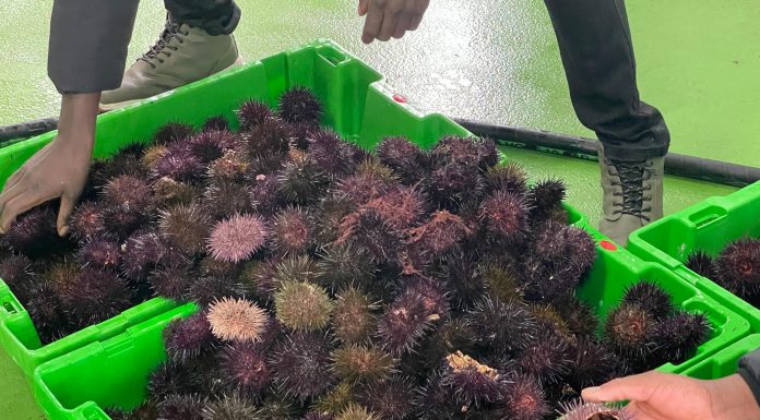 Remata la campaña del oriciu con 17.262 quilos estrayíos